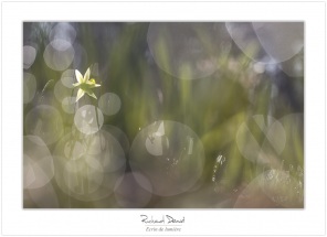 Macro-flore #004_Ecrin de lumière