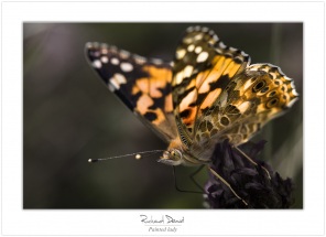 Papillons #006_Painted lady